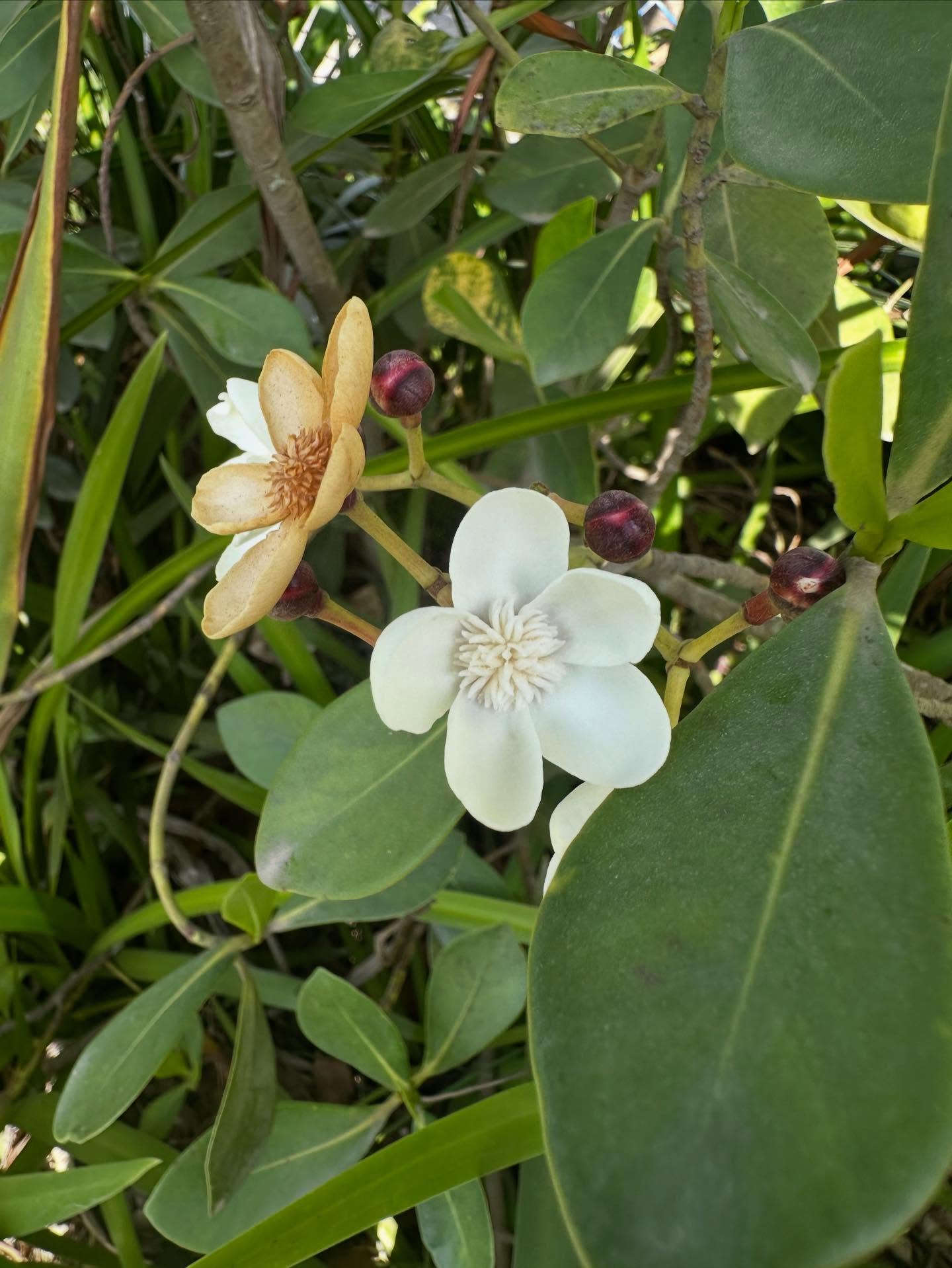 Flora nativa em floração