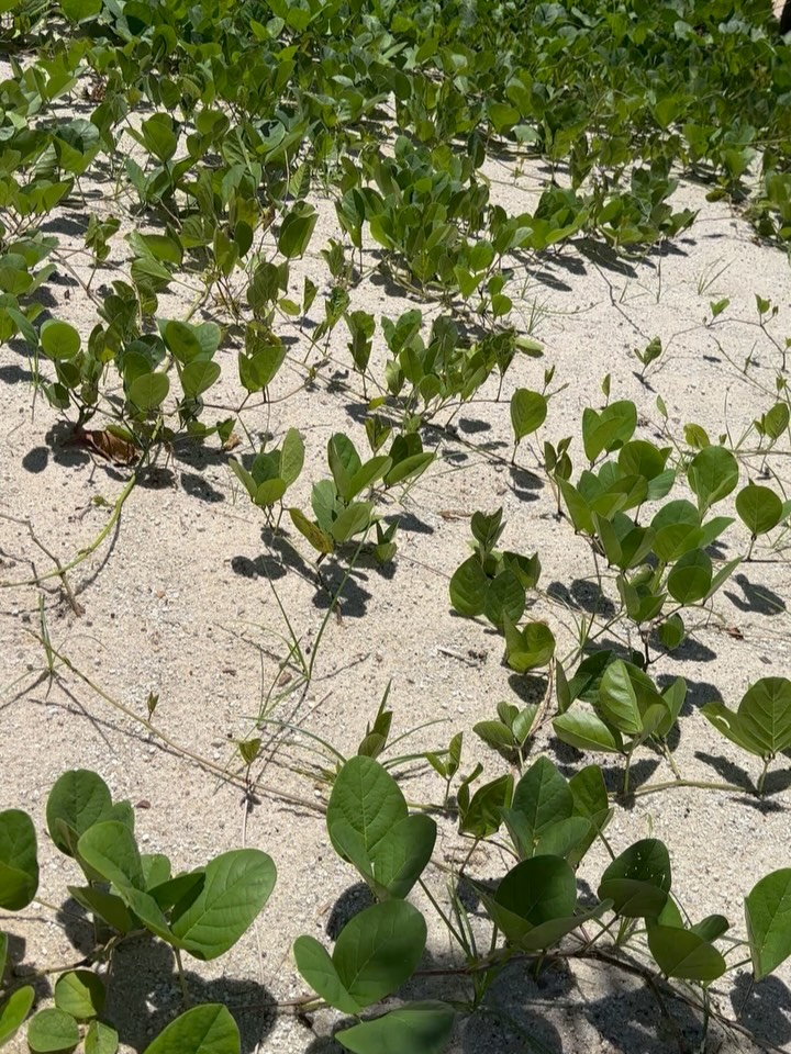 Vegetação de restinga